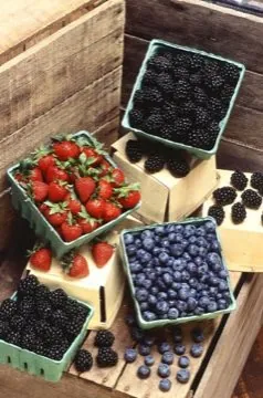 Fresh blueberries